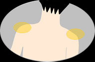 首・肩イラスト